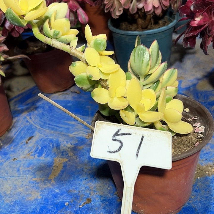 多肉植物星花月锦