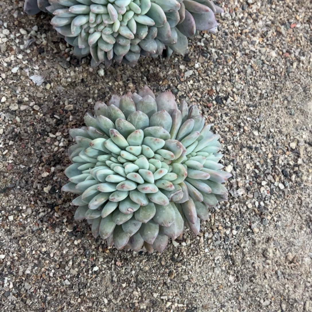 B8多肉多肉dr多少