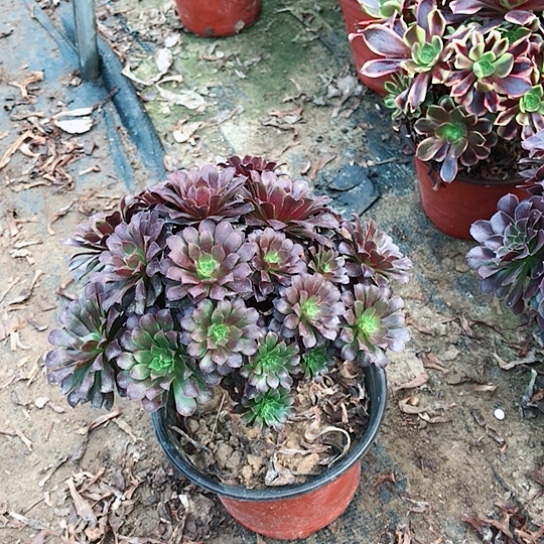 用***5黑铜法师000000007