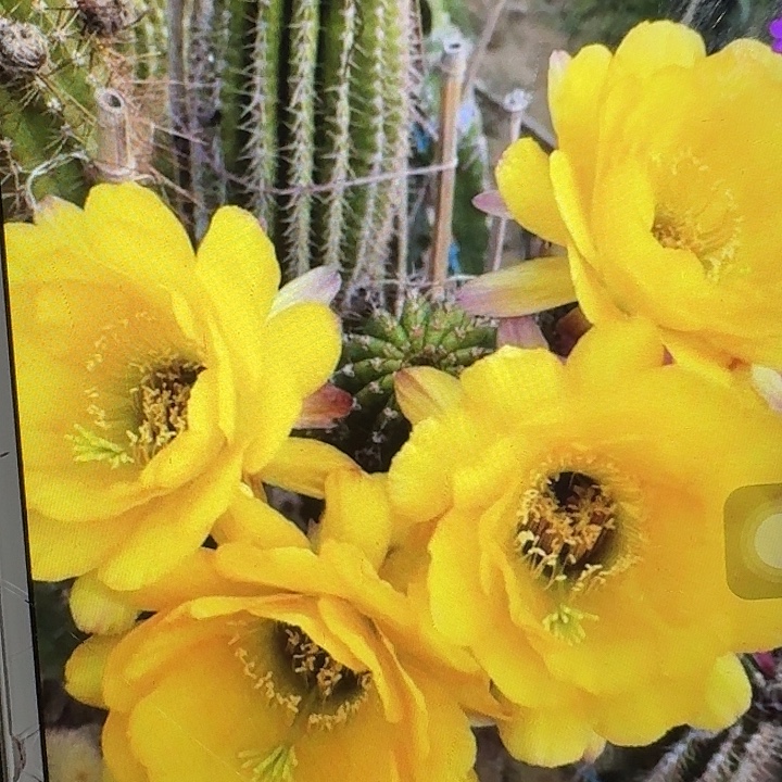 黄金酒杯侧芽5公分毛花柱