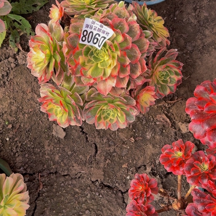 玉芙蓉花30-36包邮花花