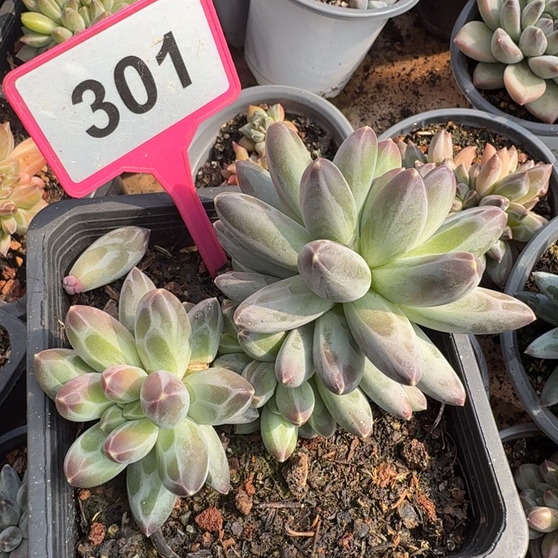 白体伊卡鲁斯一物一拍301