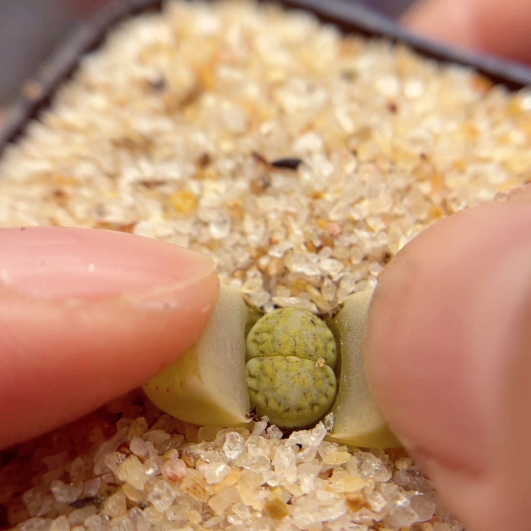 734. 567645767457678