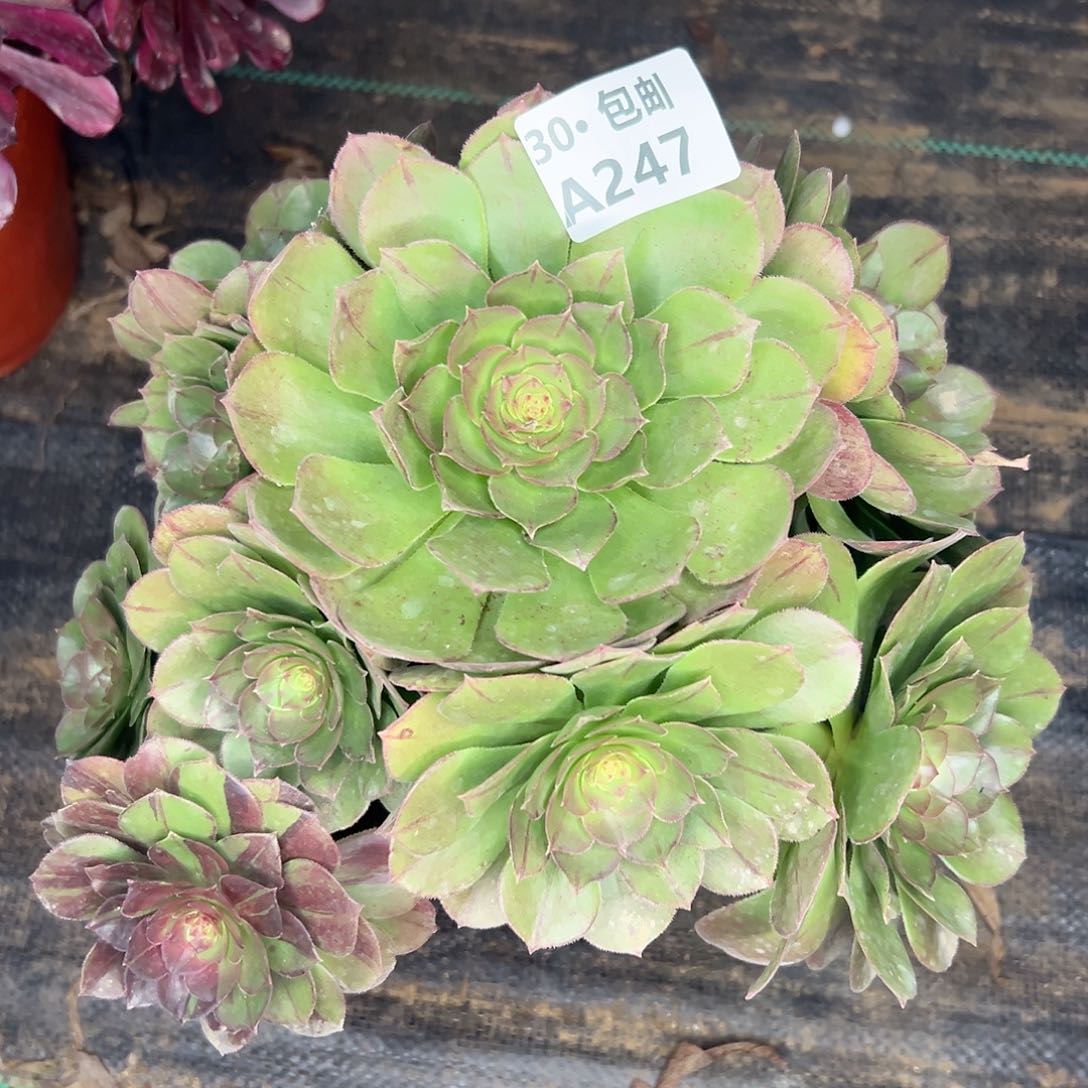 247 多肉法师断枝不包