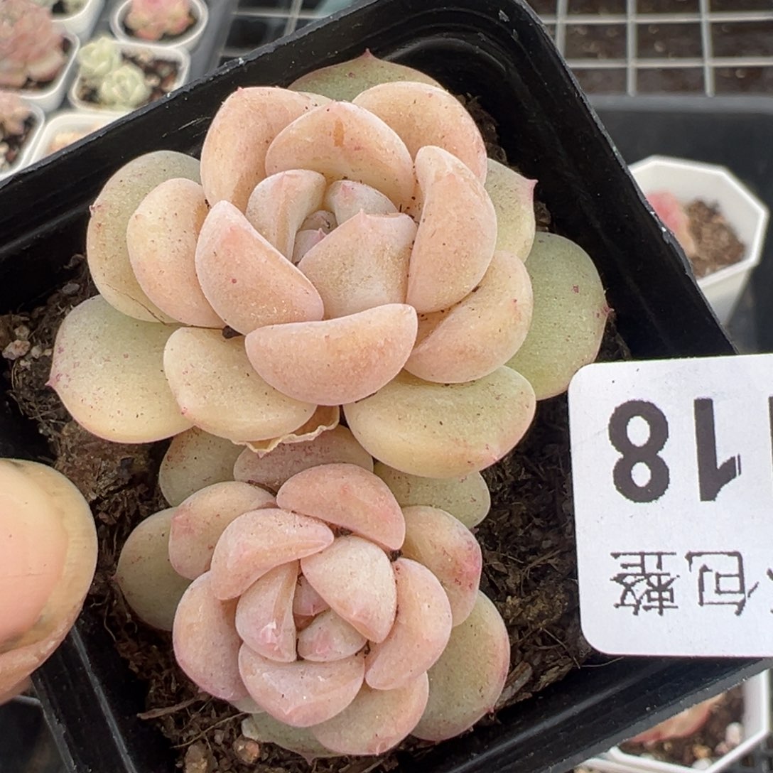 小卡拉米糖心一物一拍15-118