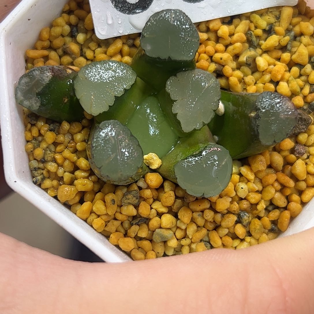 天照万象十二卷多肉植物