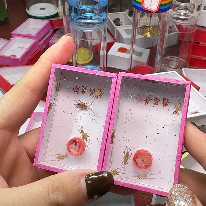 老***孟蟋蟀2盒中黄龄。         