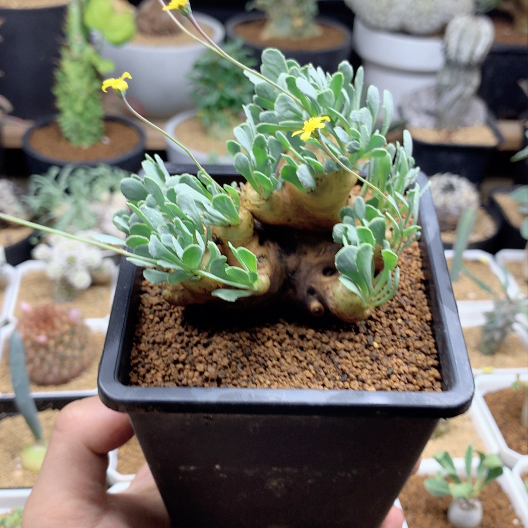 产地格加厚敦菊母本多肉带盆