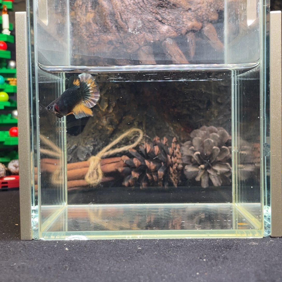 斗鱼十二月十三日竞价母鱼