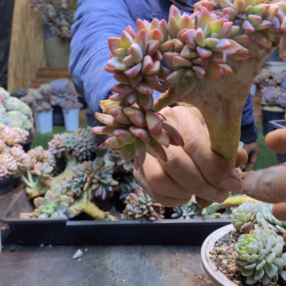 瑞*104淡雪缀化多肉植物