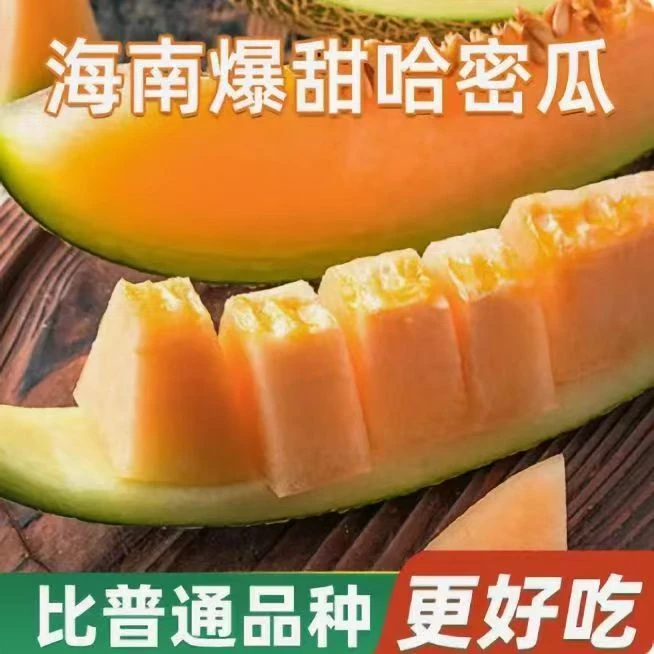 J3【坏果包赔】海南正宗海沙地哈密瓜新鲜蜜瓜甜脆爽口爆汁果肉细腻