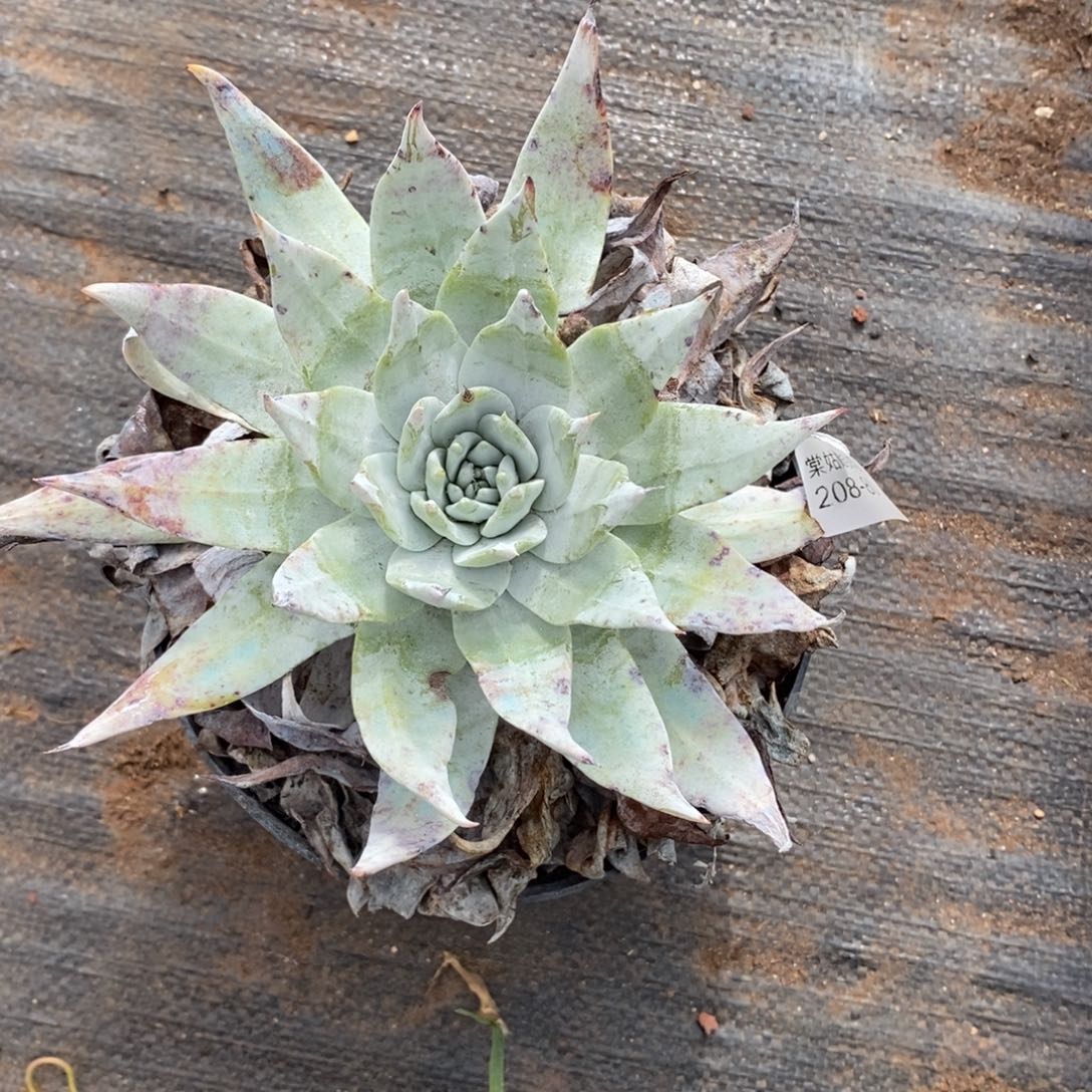 80号普西菲克小可爱