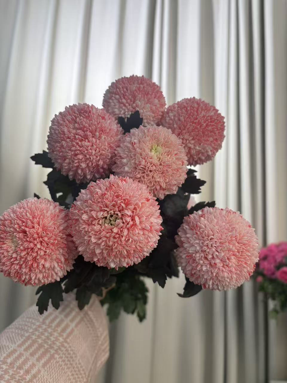 【女神红乒乓菊10支】任意2单鲜花升级顺丰/德邦