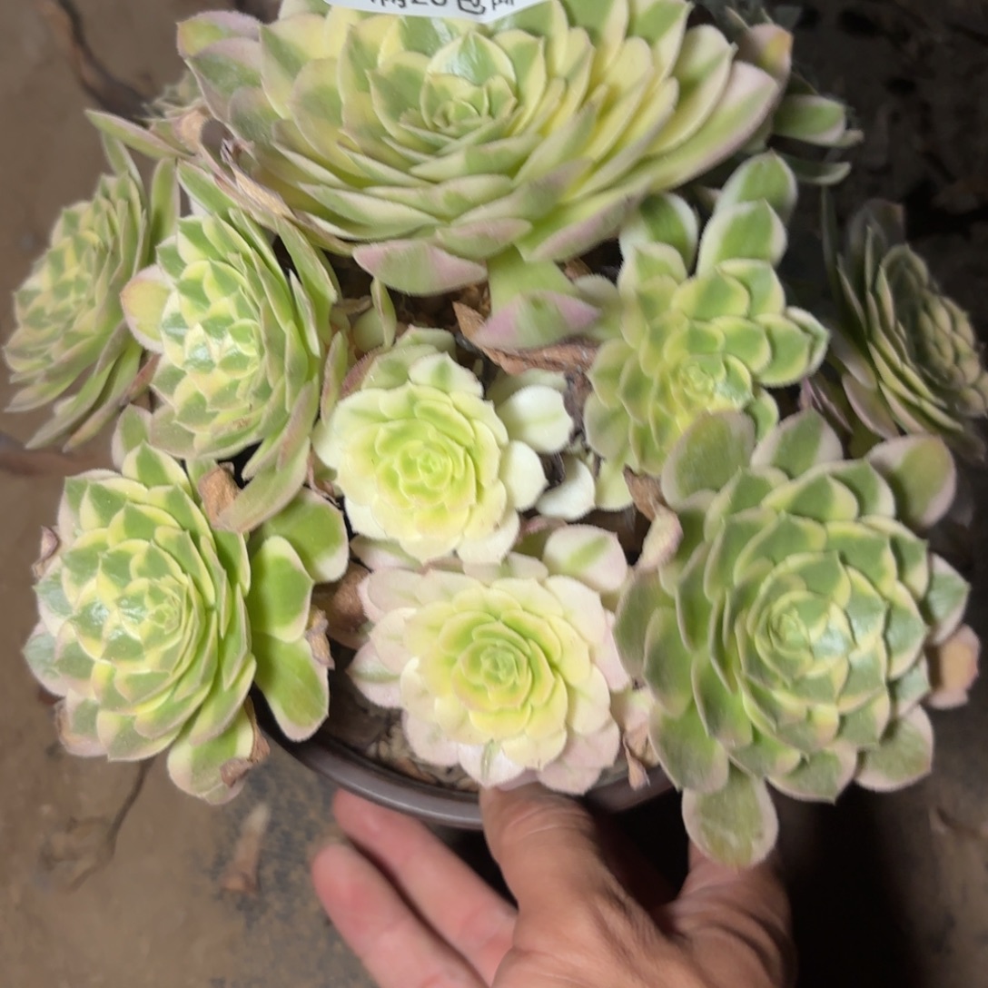 海王多肉植物10-2840