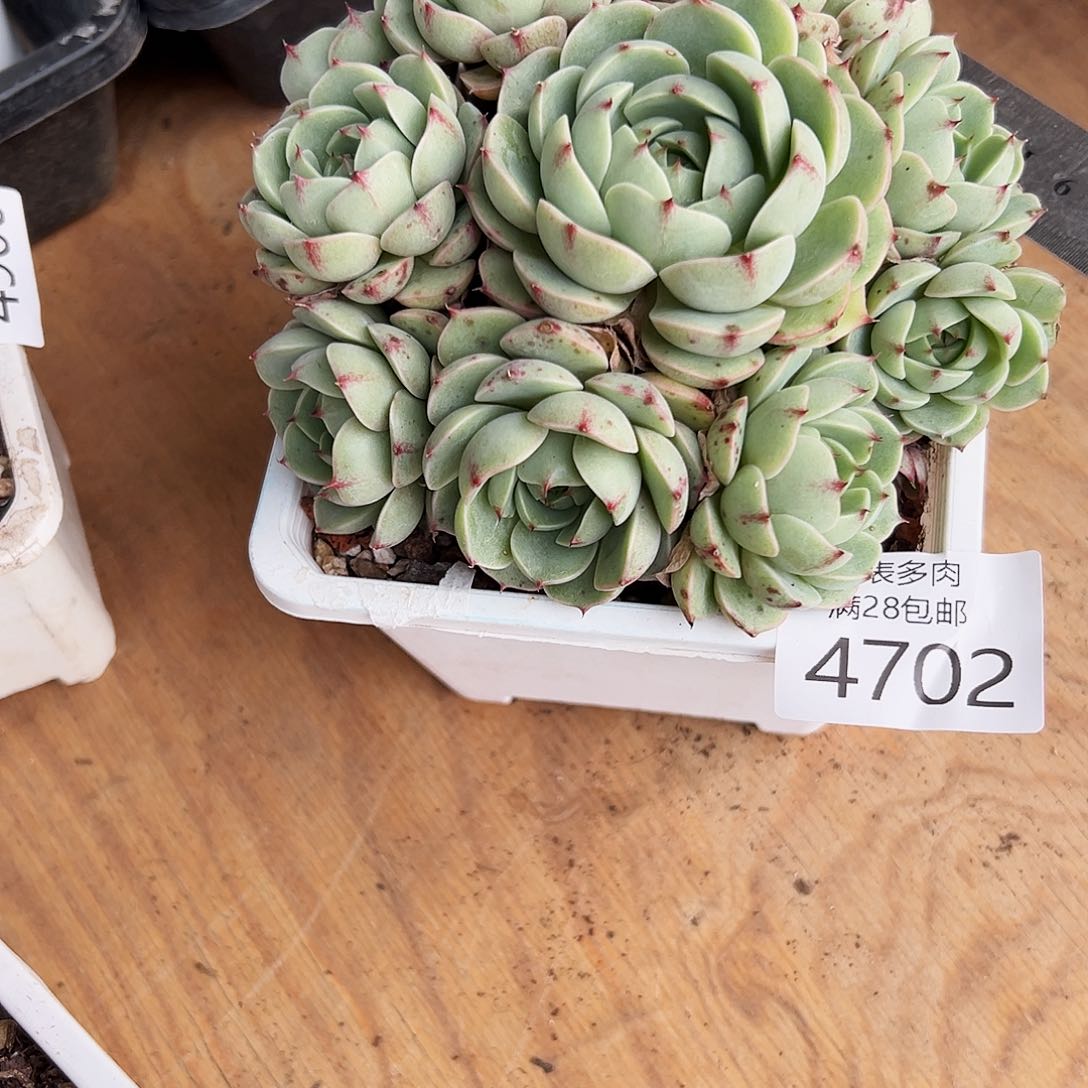 9号我们的确是一个4702