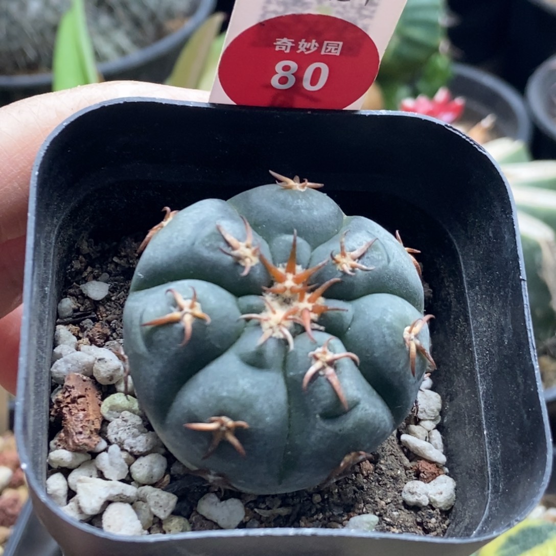 实生短豪刺猫爪3.7cm