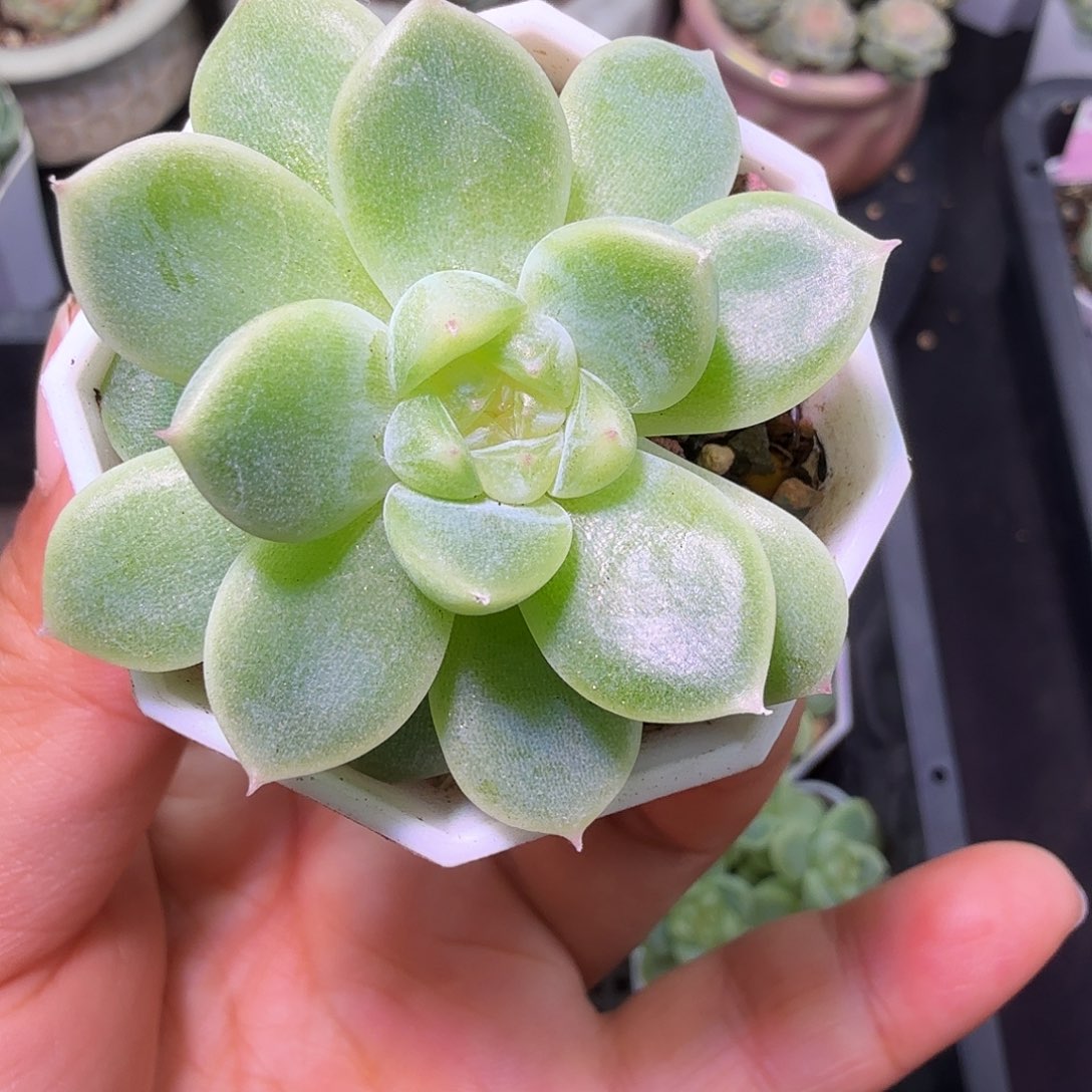 暴富财富密码二十包邮
