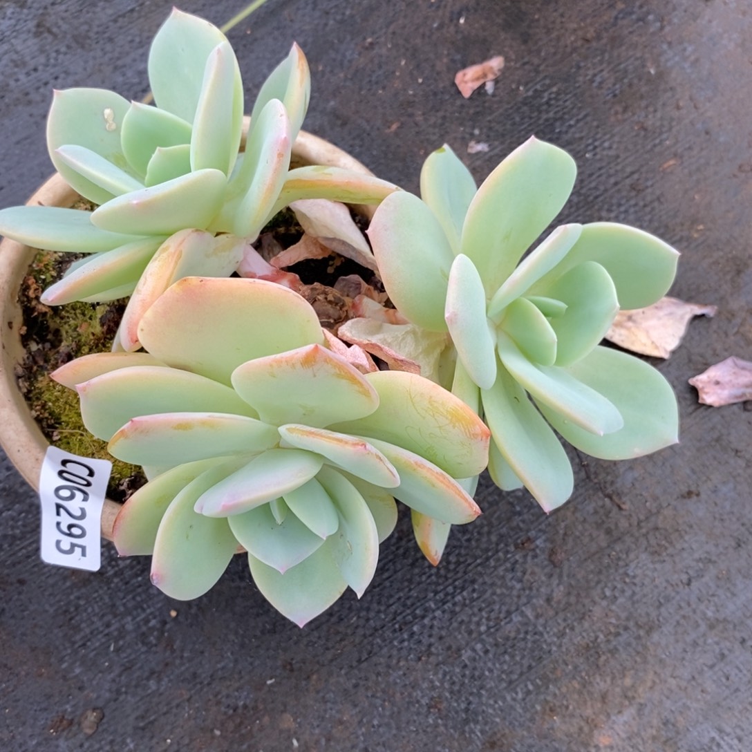 6295白凤多头一物一拍