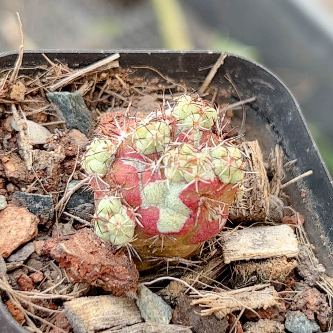 帝王丸群生 自根