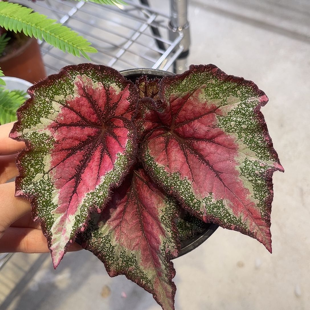 完全开放甜心风暴秋海棠