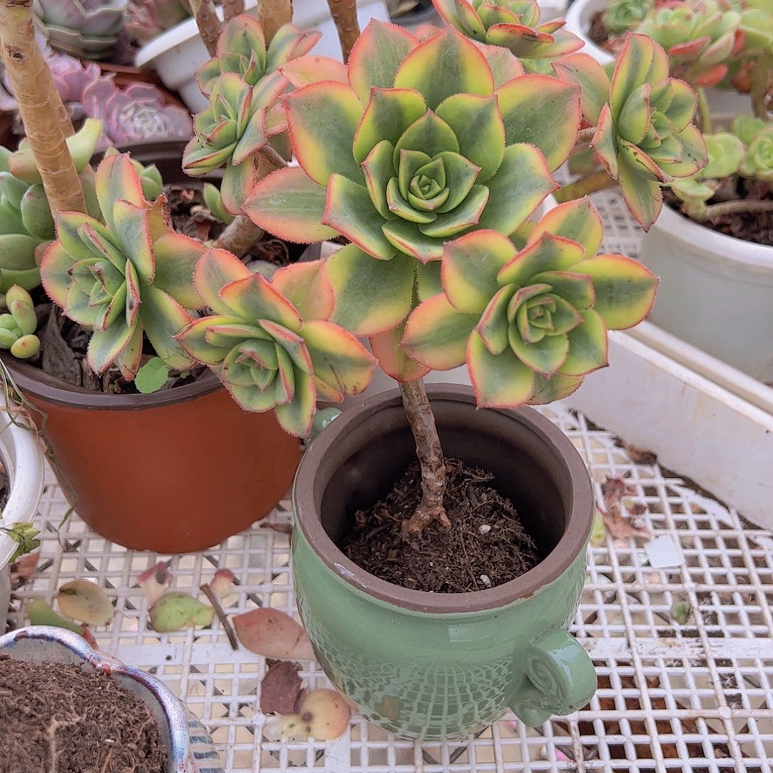 艳日辉 多肉植物