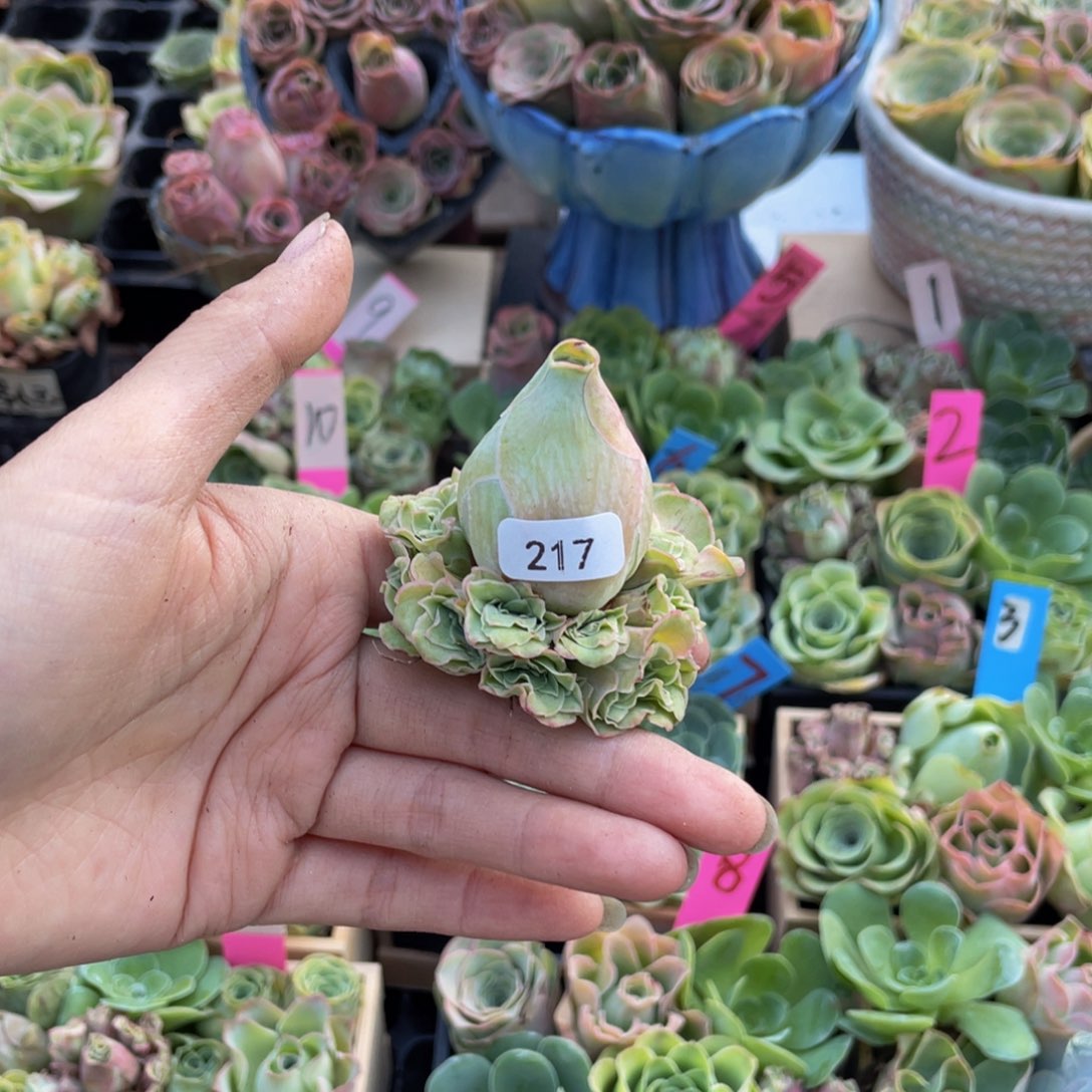 蓝***8多肉植物山地玫瑰217群