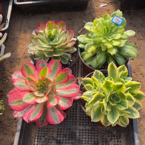 390多肉植物组合