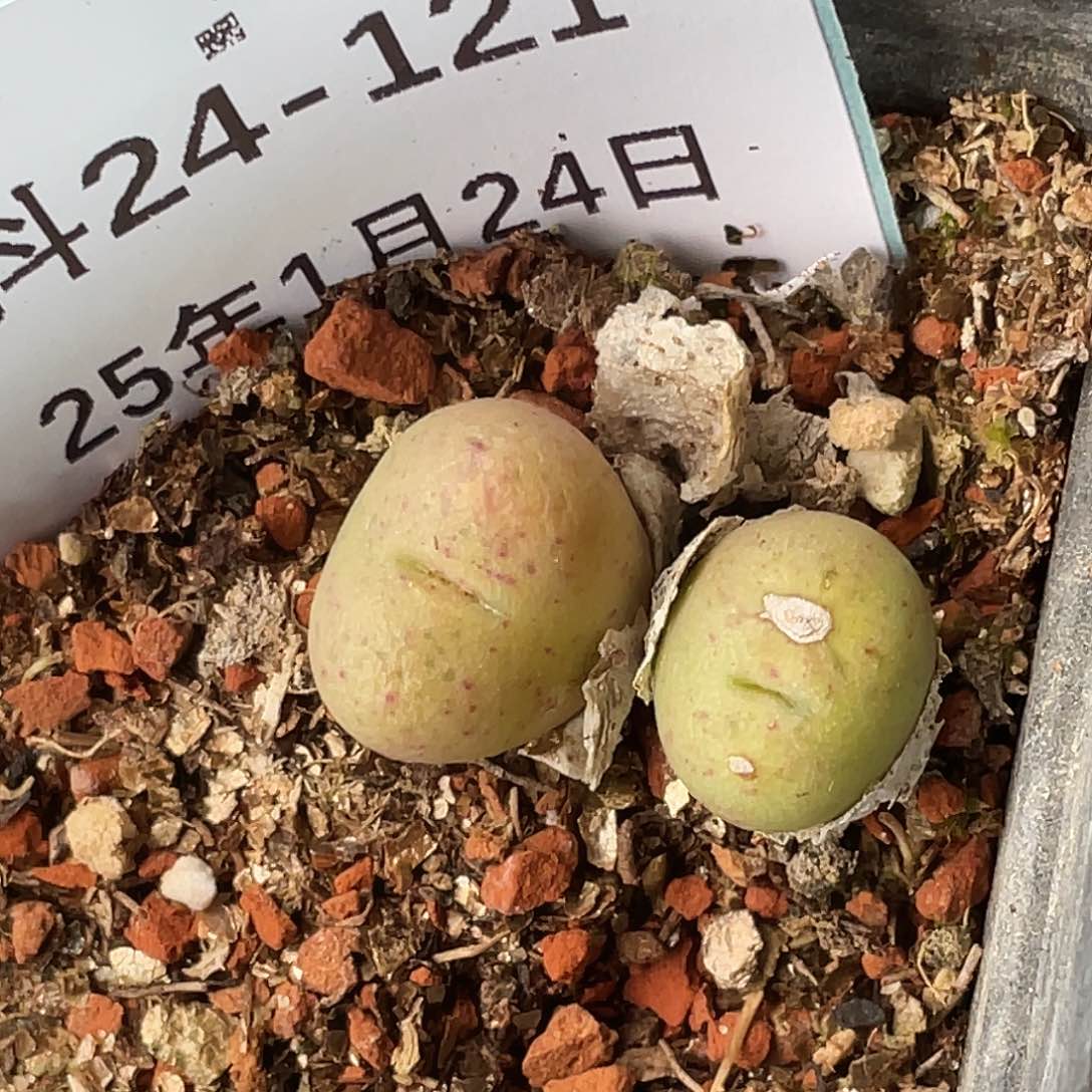 24-121鲁提辖多肉植物