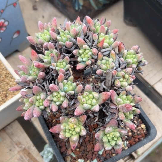 绿豆～可可爱爱爱7848多肉