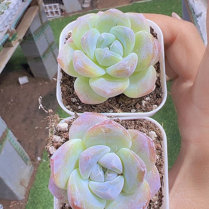 紫心冰玉2盆19包邮