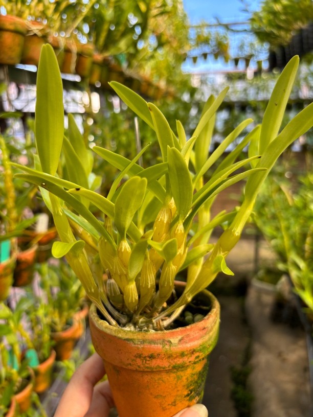 石斛兰花金钗樱石斛苗盆栽洋兰花卉庭院观赏绿植盆景带盆好养易活