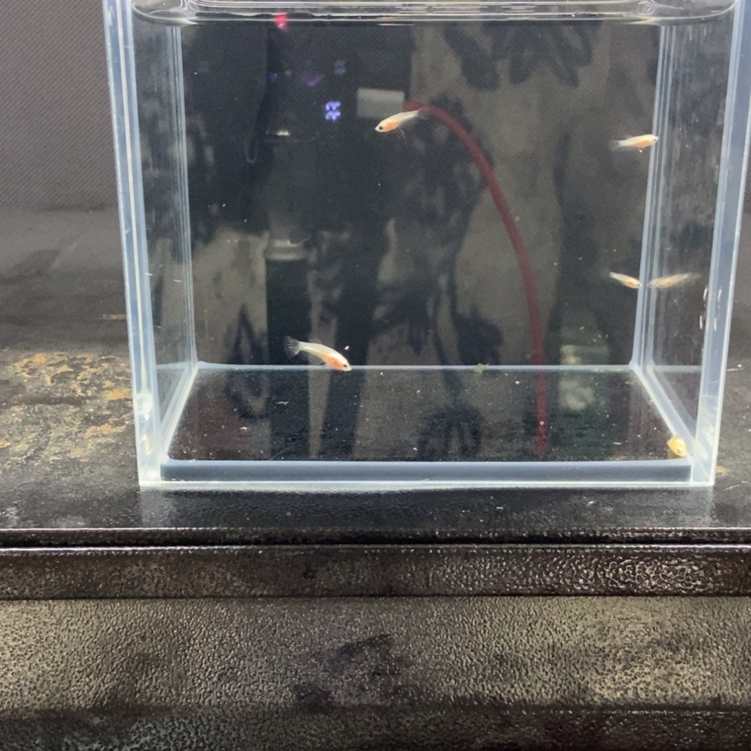 斗鱼包活不包损所见即所得182