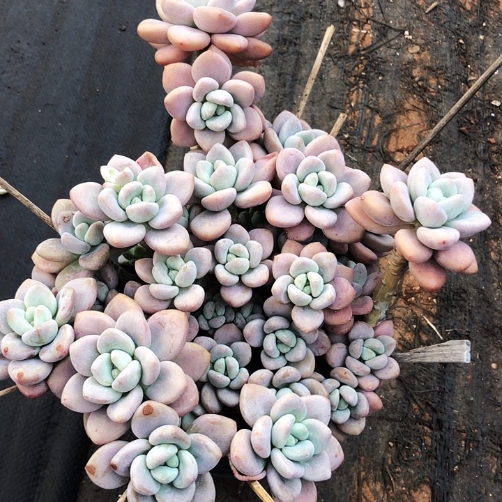 洛神大群多肉植物