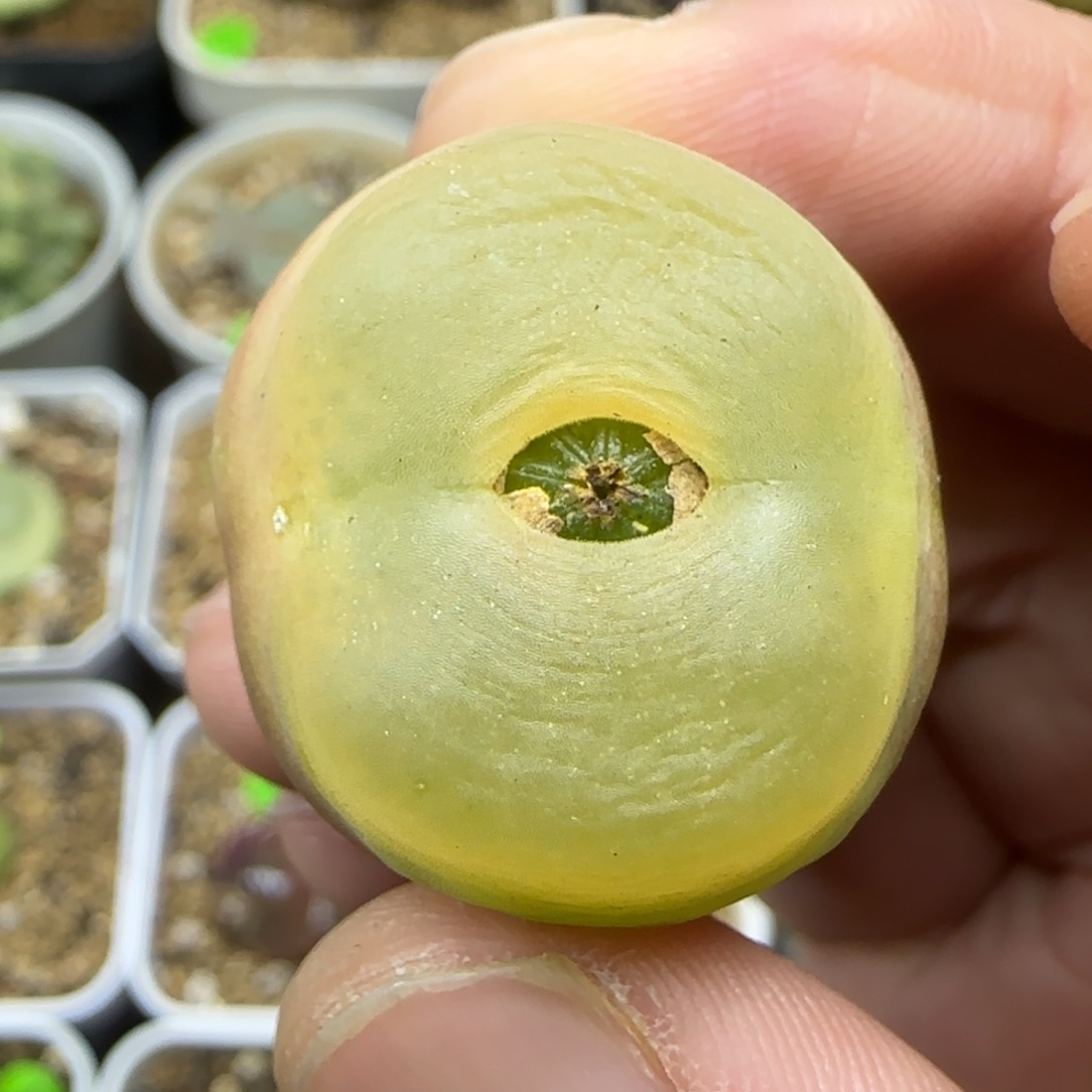 2.6+漂亮多肉植物