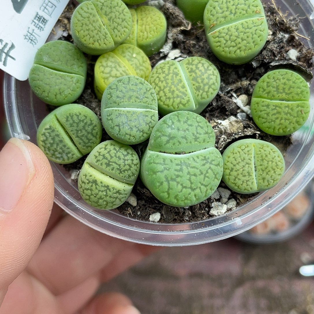 巴****2100000花花花花花花花