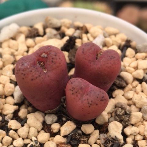 多肉肉锥 吕氏大王樱桃