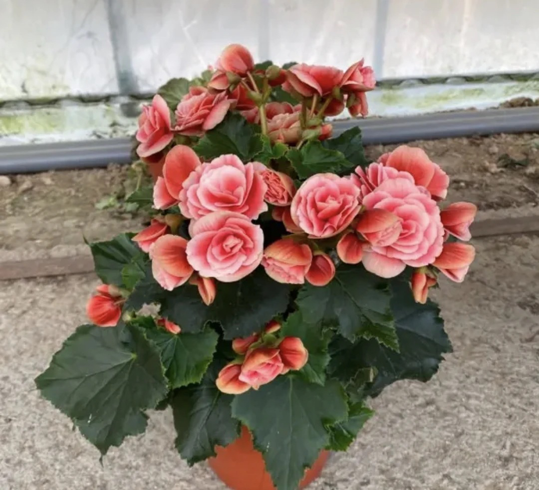 【公主粉】18cm盆特级母本带花苞，介意花损勿拍