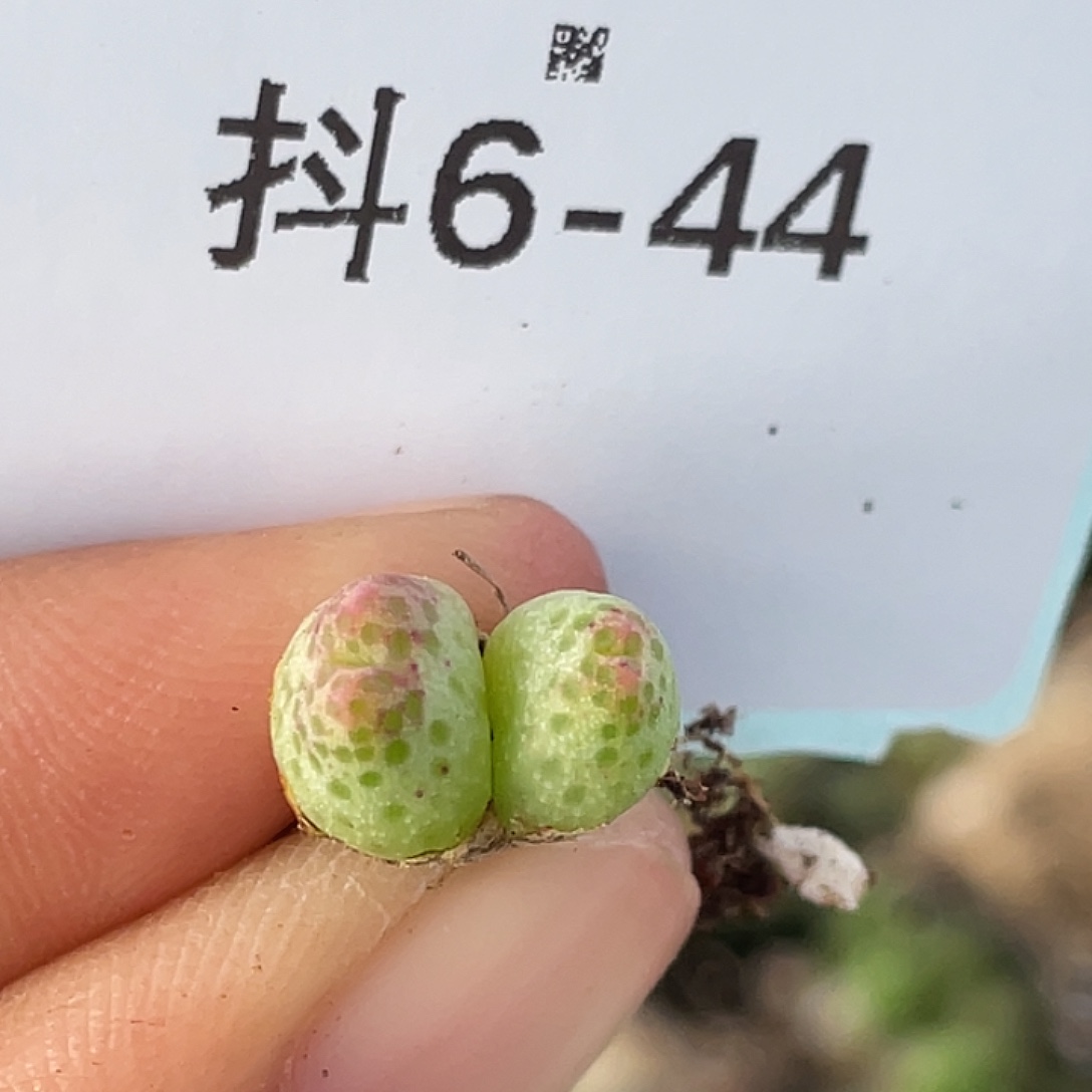 6-44草莓斑马肉锥