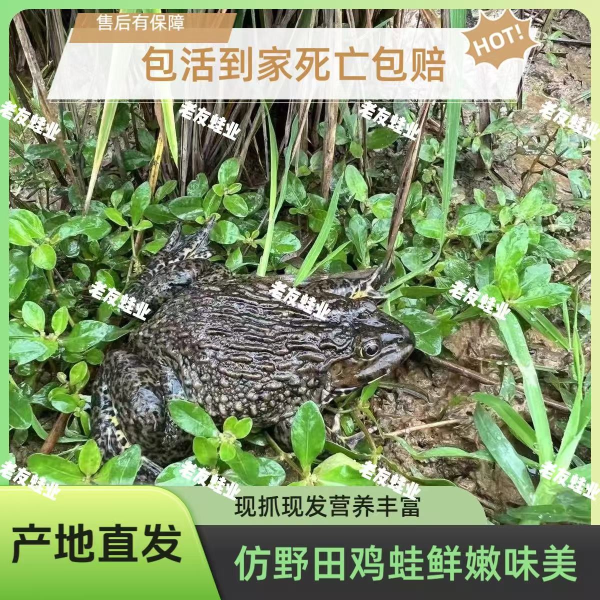 【5斤全公蛙】顺丰包活田鸡稻田蛙散养新鲜现抓现发肉质Q弹美味