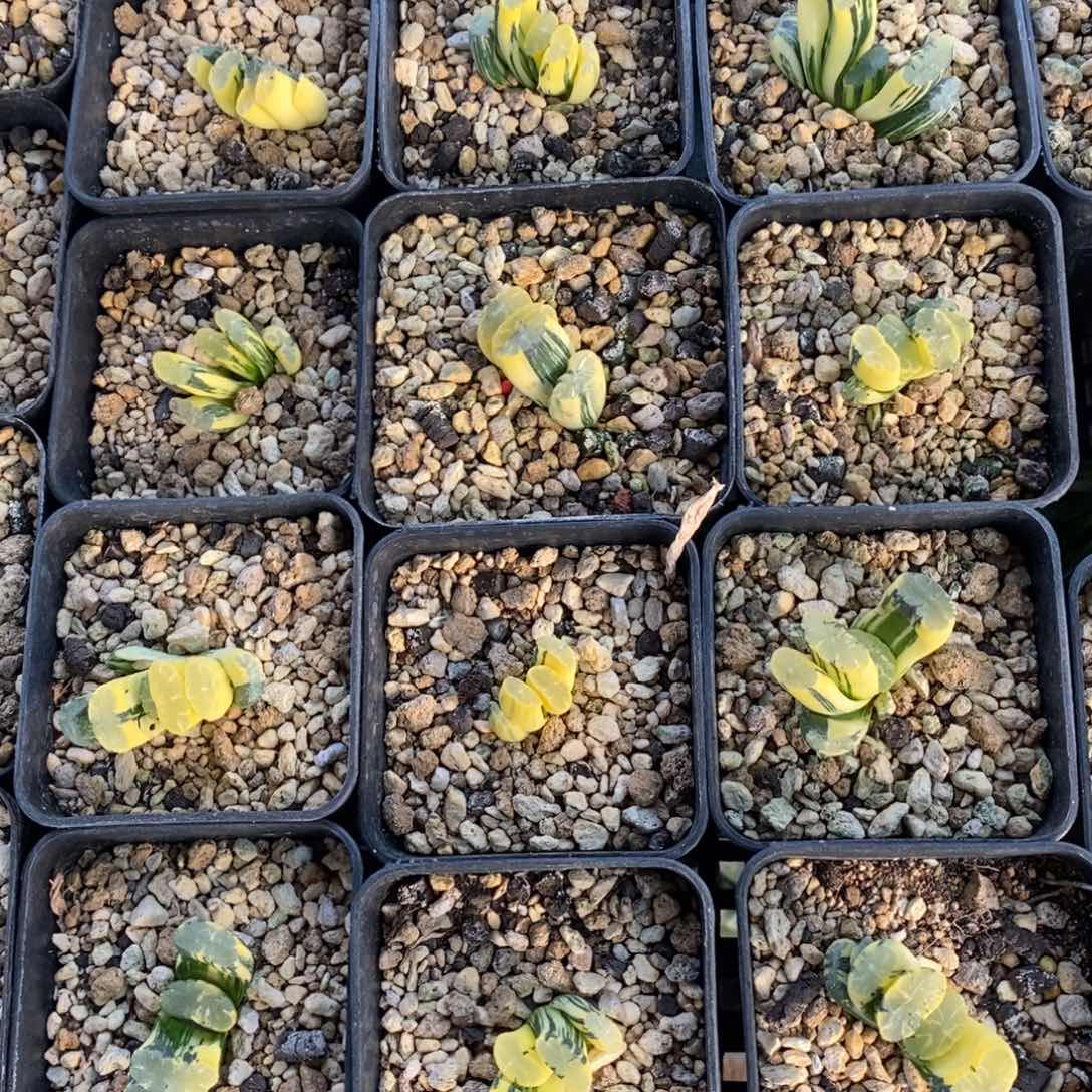 一颗玉扇锦 元旦福利