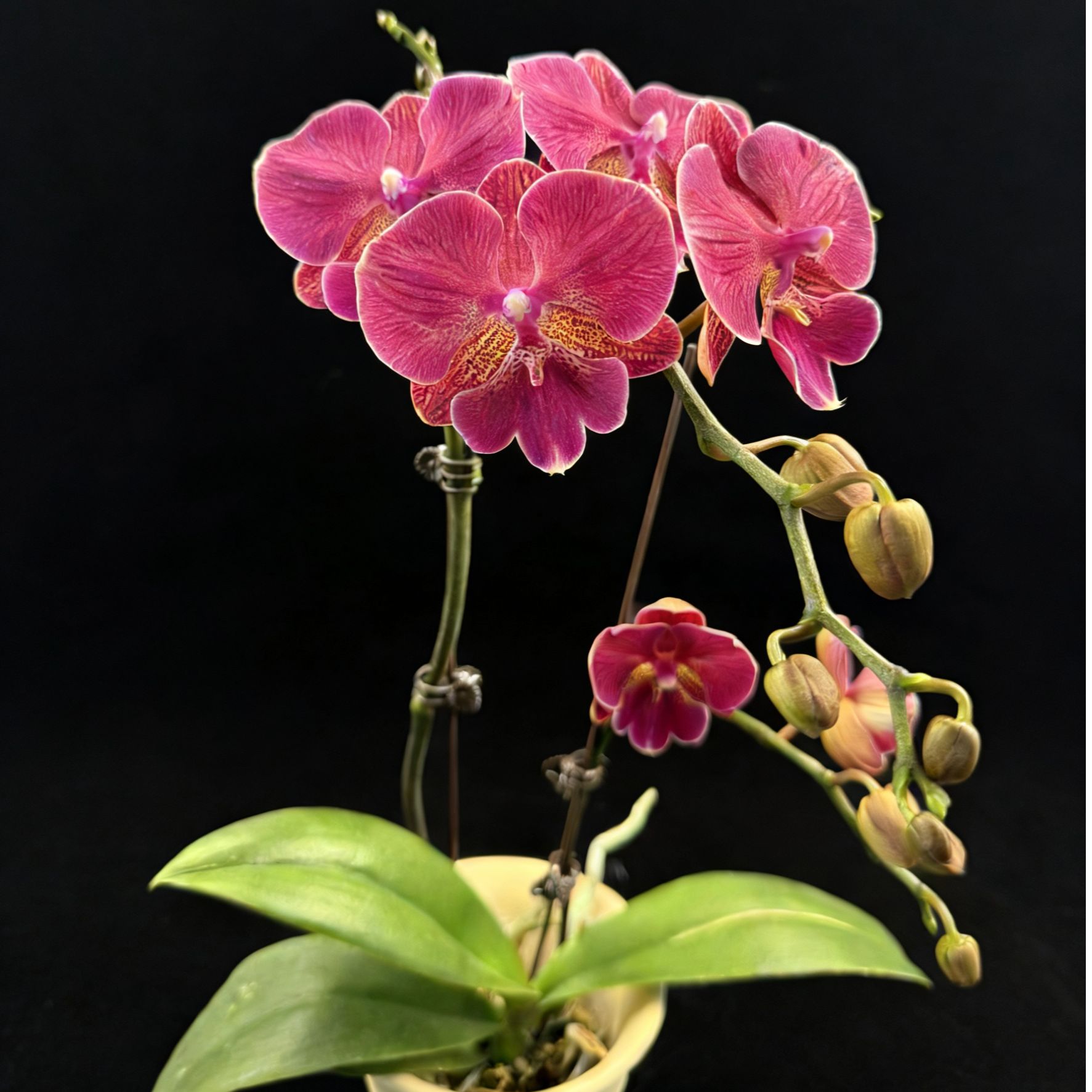 黑马花业（花木兰）3.0寸杯全花发货