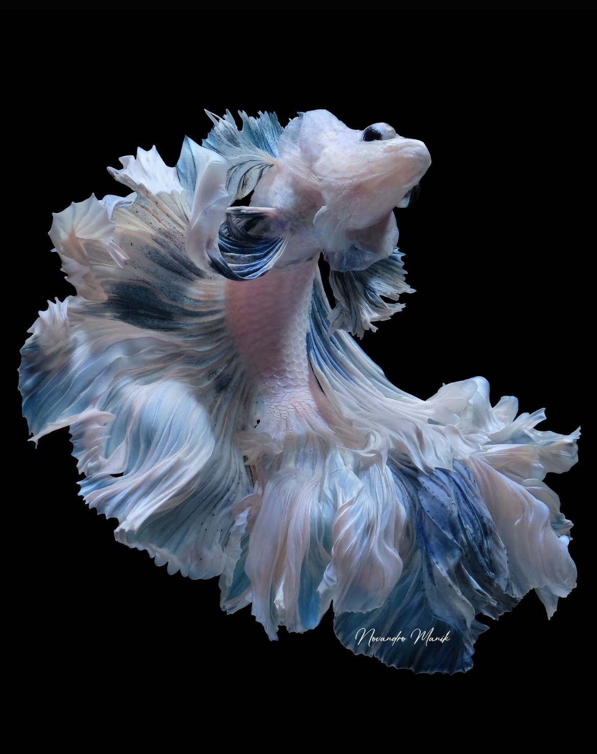 B5（97-120）泰国斗鱼小型热带观赏鱼耐活好养（直播间选鱼）