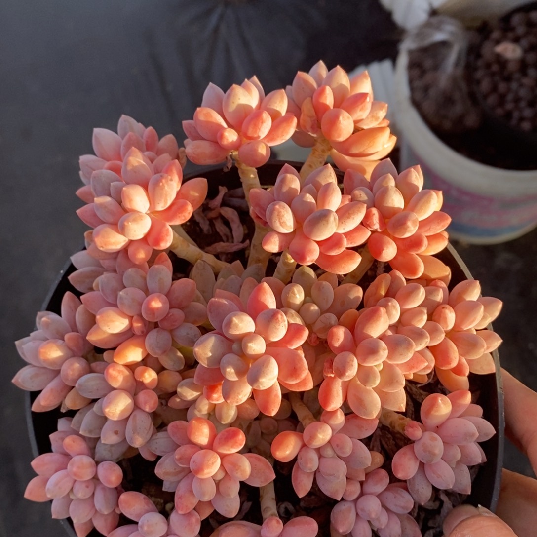 星黛露整桩无砍一物一拍