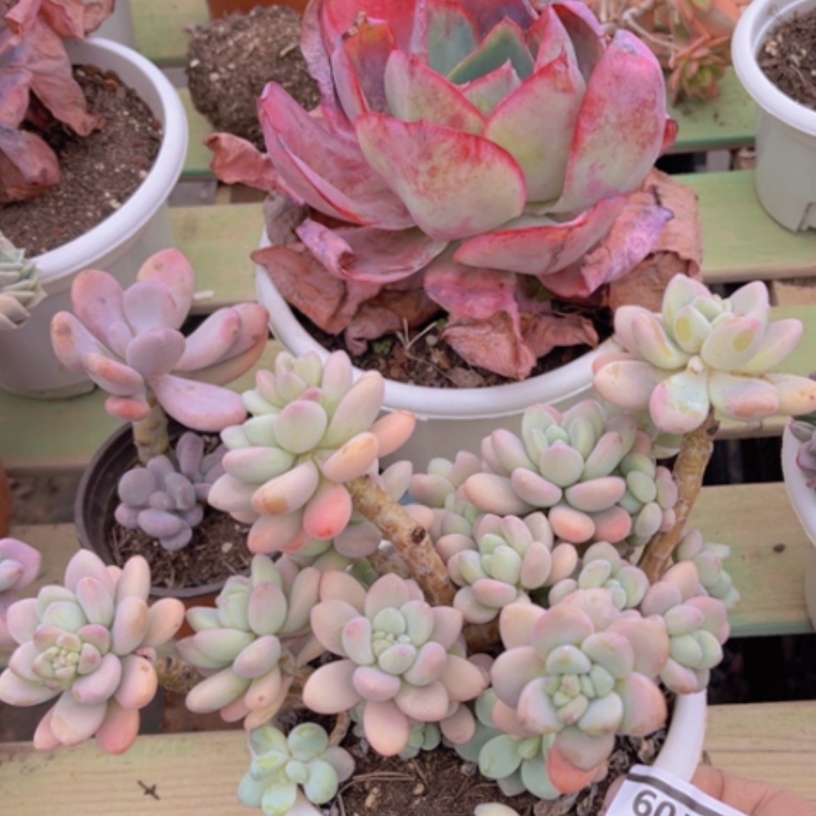 【闪购商品】香水洛神07109