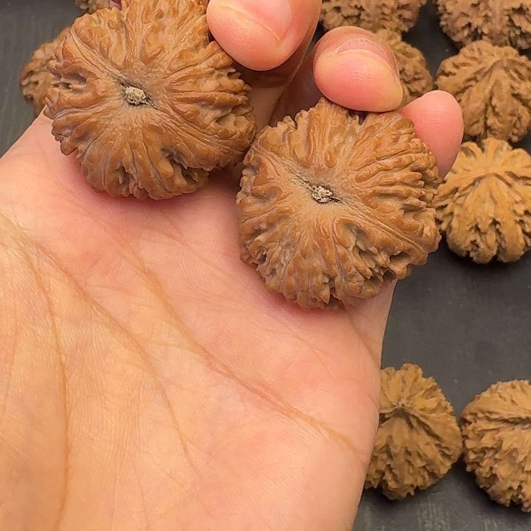 一***理核桃突突突突突突突突突突突突突突