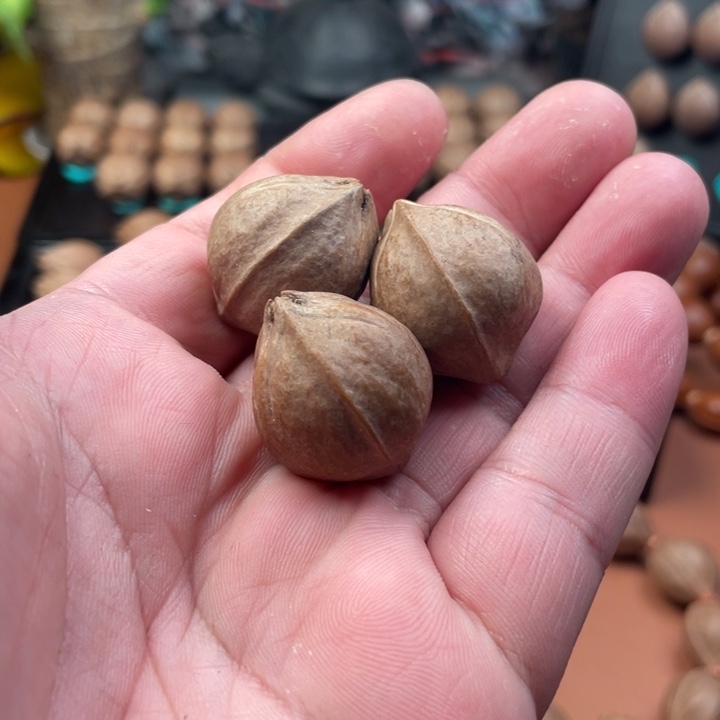 橄榄核手串/手链23铁核 3颗