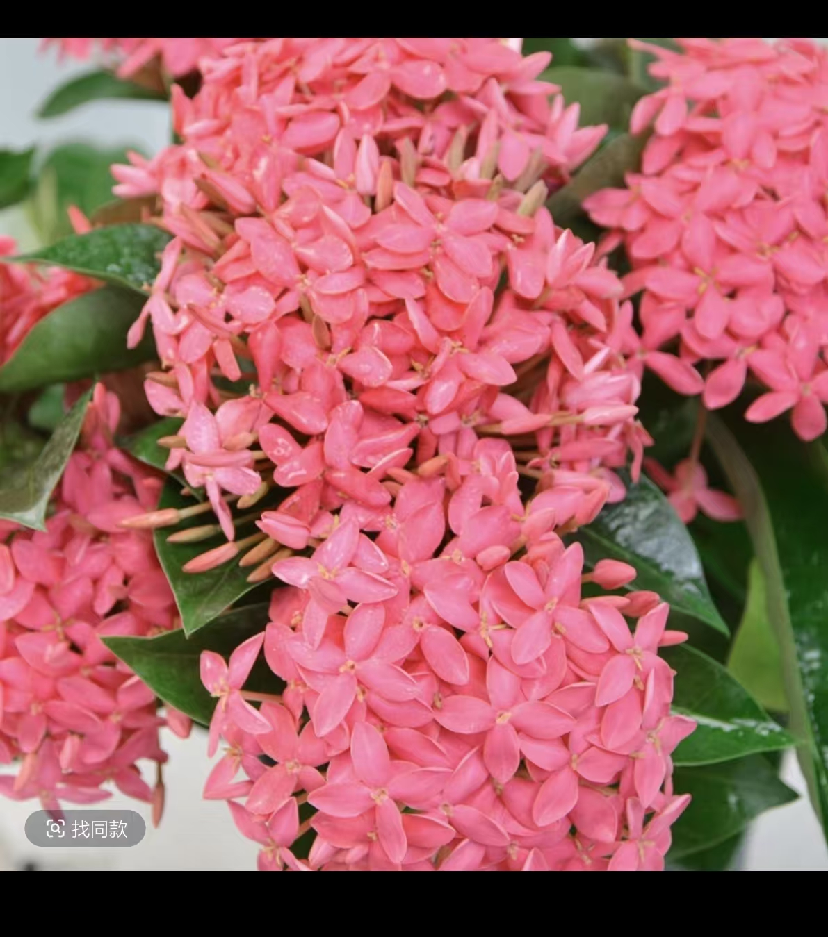 粉色龙船花带花苞盆栽四季开花庭院阳台好养花卉植物