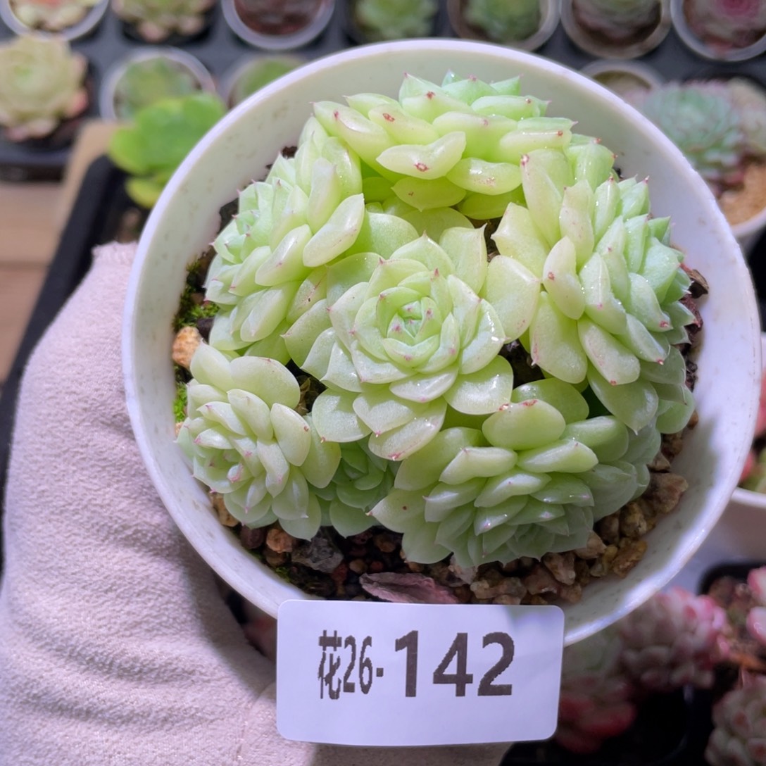 花利美26-142白天鹅