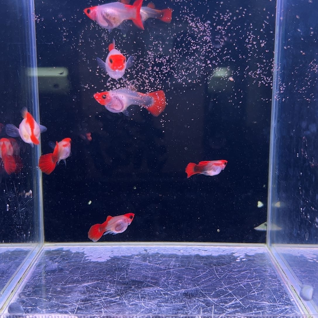 孔雀鱼红头玻璃猫8条