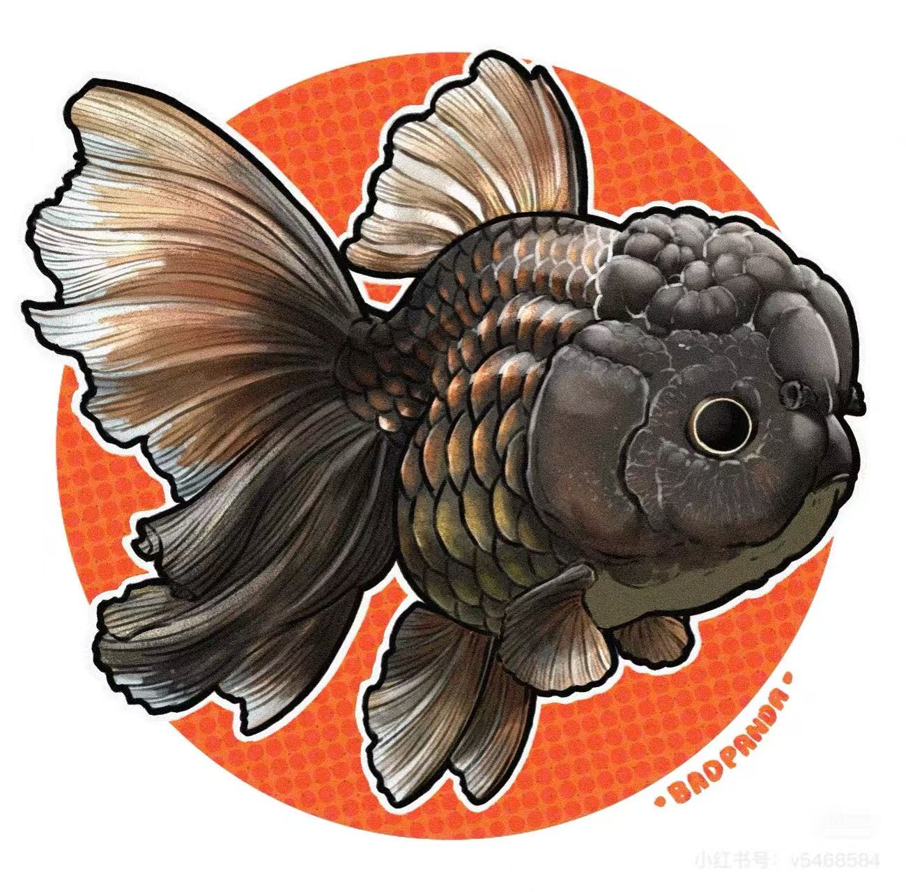 百褶尾泰狮金鱼活体冷水观赏鱼好养耐活